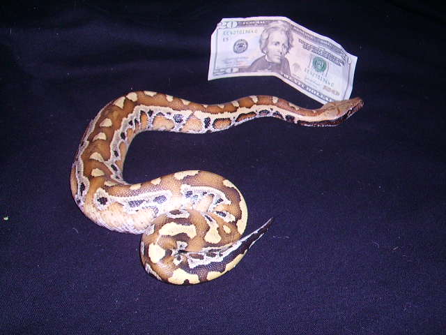 Blood python