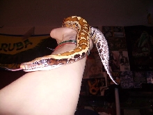 Blood python