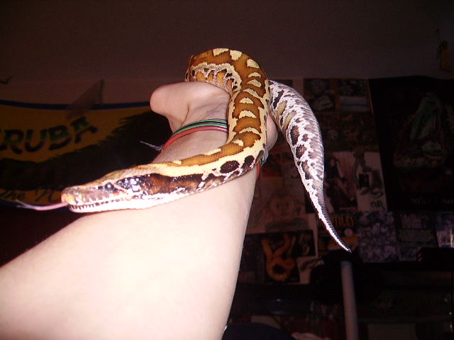 Blood python