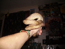 Female Candoia