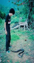 clouded boa...7'