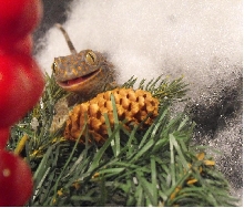 Tokay christmas