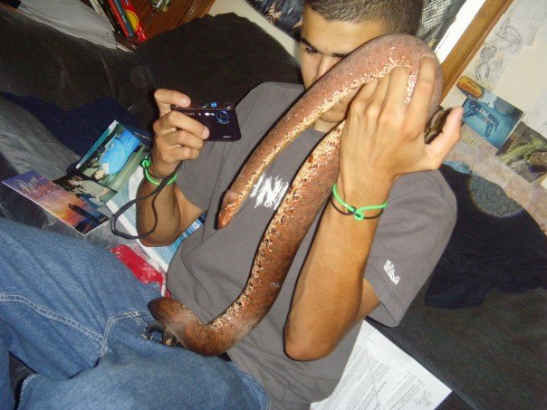male solomon island ground boa