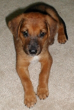 Tsunami 6-7 weeks old