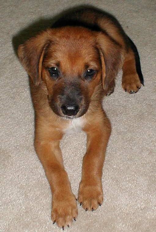 Tsunami 6-7 weeks old