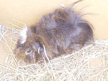 coco