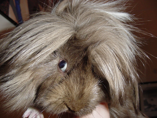 chilipig