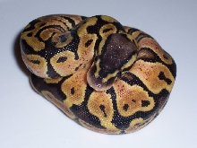 pastel1
