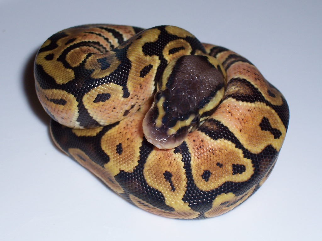 pastel1