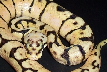 bee01