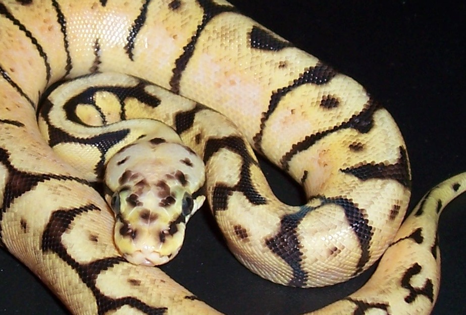 bee01