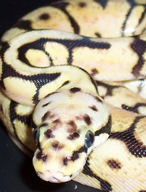 bee02