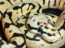 bee11