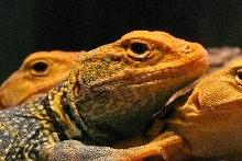 yellowhead trio