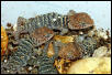 hatchling yellowheads