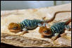 baby yellowheads