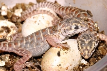 Gambelia hatchlings