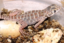 Gambelia hatchlings