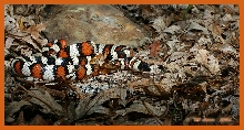 Sierra Mountain Kingsnake