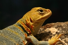 my female yellowhead