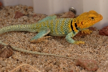 Auriceps male