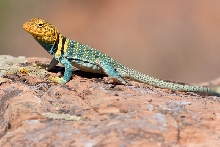 Moab yellow head collared lizard