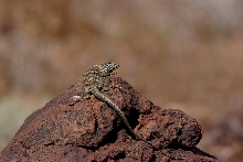 Mojave collared lizard