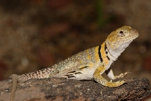 another juvie female