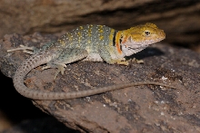 young gravid female