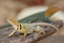 juvie female
