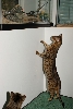 nosey Bengal and some yellow heads