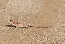 Gambelia
