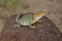 young yellowhead female