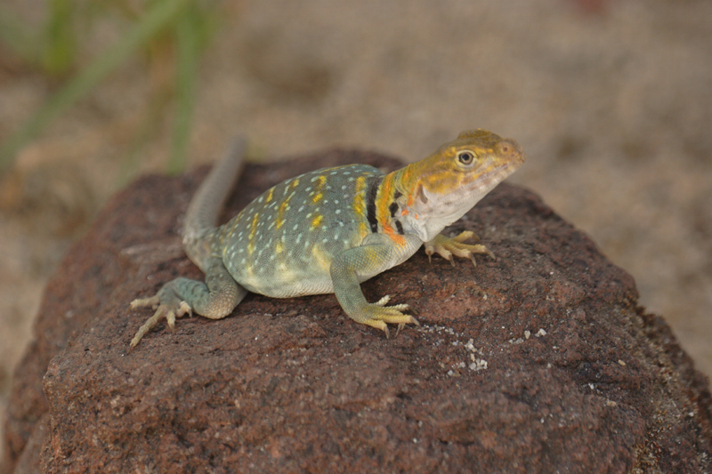young yellowhead female