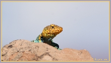 yellow head collared lizard
