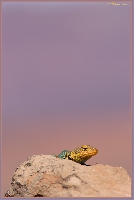 basking yellowhead