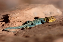 yellowhead in a crevice