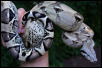 Anerythristic Male...again.