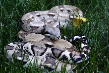Anerythristic Male
