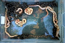 Sunglow Litter