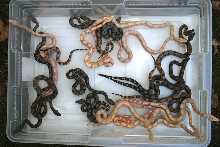 Sunglow Litter