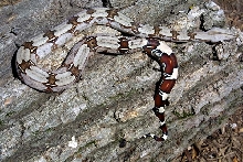 Suriname Female CFRB