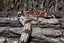 Suriname F tail