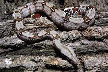 Suriname Female CFRB