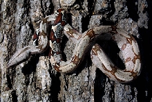 Suri female - Ectothermics