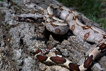 Suriname Female-Ectothermics