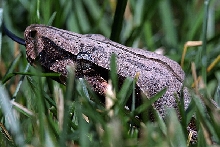 Suri F - Ectothermics