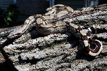 Suriname Male Striped