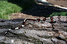 Tail of Striped Suri Male