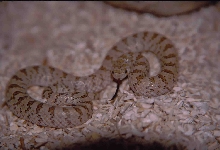 Hook-nose snake